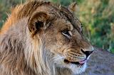 TANZANIA - Serengeti National Park - Leoni Lions - 84